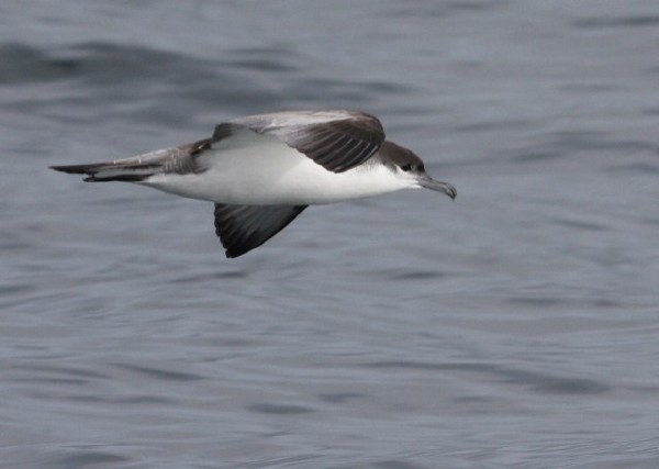 Buller's Shearwater